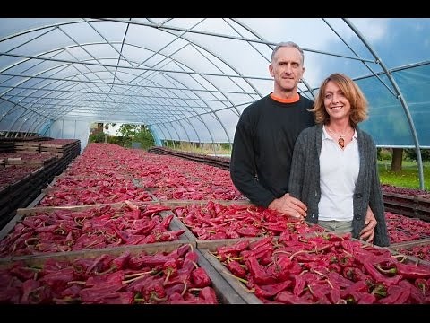 Plantation et semis de Piments d'Espelette AOP