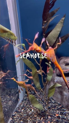 Just keep swimming .. #atlanta #aquarium #animals #fish #dolphin #whales #thingstodo