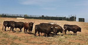 Toros y salsa 2023 à Dax : le sorteo et les enjeux de la corrida du dimanche 10 septembre