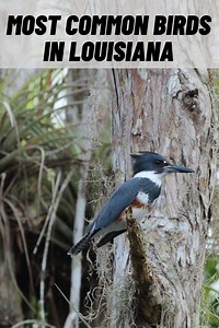 16 Common Birds in Louisiana (with Pictures)