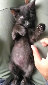 10K views · 785 reactions | Kittens are perfect for taking a moment to breathe - we hope you enjoy your weekend and find some time for you! What do you do to relax? Kitten stretches featuring Mac | Forstering Kitten ll | Facebook