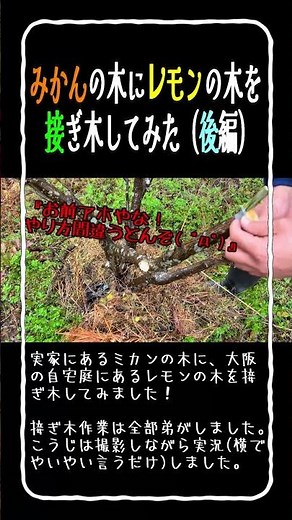 みかんの木にレモンの木を接ぎ木してみた(後編)_14 #初めての農業 #レモン #ミカン #接ぎ木 #剪定