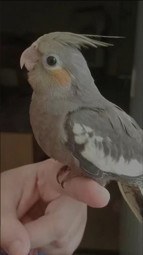 Baby Cockatiel Cherry's Health Scare & Recovery Journey | Viral Infection Treatment Story
