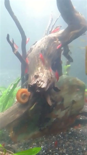 Beginners guide✅How to breed your shrimp || don't ❌avoid || #plantedtank​ #breeding​ #aquariumhobby