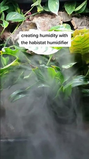 Creating Humidity With The Habistat Humidifier #terrarium #reptiles #amphibian #bioactiveterrarium