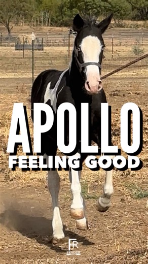 #FenderRanch #PepsiPocoRolex #APHA #Horse #Equine #Ranch #KeepItCountry #Reels | Fender Ranch