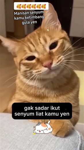 hello human #kucinglucu #memes #funny #lucu #cutecat #catlovers #cat
