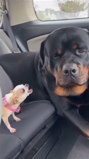 Rottweiler’s One WOOF Knocked Out the Chihuahua