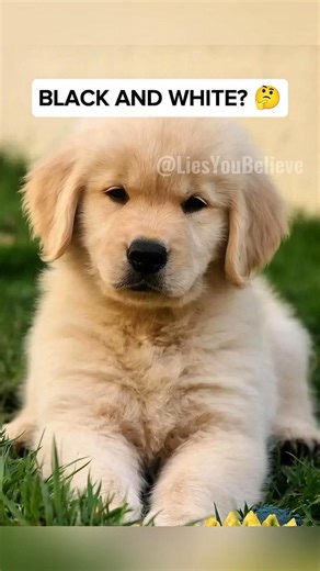 Dogs do NOT see in Black and White! 🐶 #shorts #facts