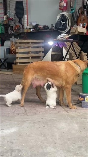 귀여운 강아지 만나보세요 / 愛らしい子犬に出会おう #JapanDogs #KoreaPuppies