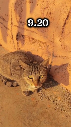 National runner 💨 1500 m. subscribe 🥹 #shortsvideo