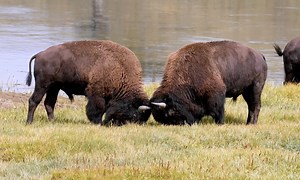 National Park Service Hilarious PSA Provides A Little Confidence Boost