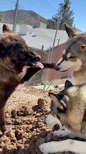 𝙼𝚒𝚡𝚎𝚍 𝚂𝚒𝚐𝚗𝚊𝚕𝚜 😈👿 What do you think Strider is saying to Grey and Pesci? Tell us in the comments! Love wolves? Virtually adopt any of our pack members and support Apex by: •clicking the link in our bio •www.apexprotectionproject.org •donate though our Venmo or PayPal •Make us your charity of choice on AmazonSmile •share this post and tag a fellow wolf lover Thank you for your support!🖤😊 . . . . . #relistwolves #wolf #wolfsanctuary #apexprotectionproject #wolvesofinstagram #wolfdog