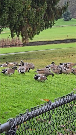 Ducks at a golf course.