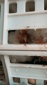 1.9K views · 60 reactions | Activists with Animal Save Nederland bear witness to a transport truck filled with hens arriving at a slaughterhouse, their fragile and broken bodies still laying eggs for human greed. It's time to stop using the female reproductive system for human wants. Their bodies, not ours. | Animal Save Movement | Facebook