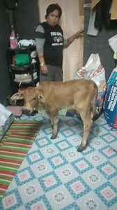 Naay Sigeg sunod2 ni Anorl Bearmam ...sulod gyud apil sa balai #followersreelsfypシ゚viralシfypシ゚viralシal #hilightseveryonefollowers2025 | Jynpyl Abrigana