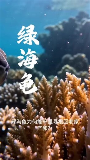 绿海龟为何能千里寻根回老家产卵？它自带超强生物GPS，能感知地球磁场、辨别海浪方向。即便漂泊数千公里，时隔二十多年，仍能精准回到出生沙滩繁衍，堪称海洋顶级导航大师。#绿海龟的归家之旅 #海洋生物冷知识 #神奇的大自然 #海龟洄游有多震撼 #动物的生存智慧