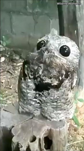 🦉👻 The Ghost Bird – World's Creepiest Bird You’ve Never Heard Of! 🌌🌲