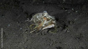 A coconut octopus walks on its tentacles at night along the sandy bottom of a tropical sea. He carries shells with him to build himself a house.