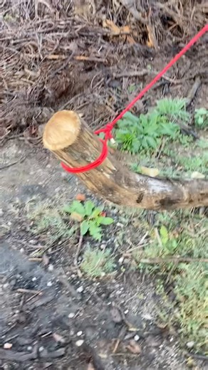 The Strongest Knot for Rings and Shackles 💪 #shorts