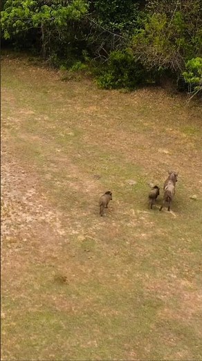 Wild Boar Sounds (Natural Calls from a Sri Lankan National Park)