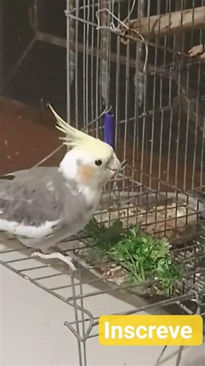 ATROPELANDO #calopsita #birds #coleirosolto #pets #pets #couver #couver #duet #duet #crochedalala