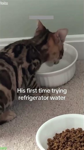 Cat Funny Videos ❤️ Favorite Friends 🐱 # Ep 6793