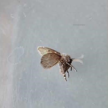 Drain fly/ Bathroom fly | Close-up 😍