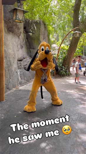 @disneyinmind on Instagram: "🎉🐾 Today is Pluto’s BIRTHDAY!! 🐶✨ And I had the honor of celebrating with the birthday pup himself at Animal Kingdom — dressed as Pluto to meet Pluto. 😄💛 When he saw me,he got SO emotional. 🥺 Such a heartwarming moment. It looked like Pluto needed an emotional support dog, I was happy to be there for him. 🐾💛😭 From Mickey’s loyal sidekick to the most expressive pup in the parks, Pluto has been stealing hearts since 1930. No words, just pure emotions and a tai