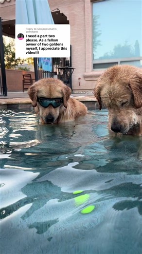 Golden Retriever Fun in the Pool with Golden Bros and Doggles