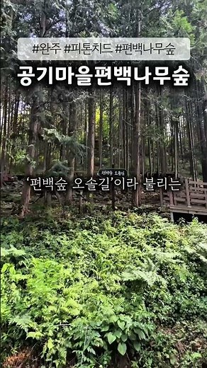 완주군 공기마을 편백나무숲🍃