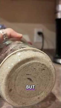 Sourdough Starter 48 Hour Update & Feeding Routine!
