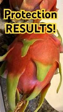 Protecting Dragon Fruit RESULTS!