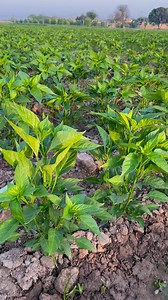 Chilli farm #m saleem | Agriculture mirch business