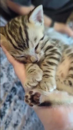 Bengal Cats Being Adorable: You Won't Believe How Cute! 🥰✨