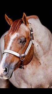 174K views · 7.9K reactions | We are so excited to see all the VS Code Red babies compete this month at the All American Quarter Horse Congress! #allamericanquarterhorsecongress | VS CODE RED | Facebook