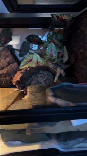 It’s Been Two Weeks and I Still Haven’t Held My Gecko | Project Little World