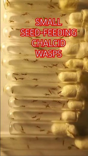 Small Seed-Feeding Chalcid Wasps Are Emerging from Seeds in Fruits of Wild Rose Plants! Megastigmus.