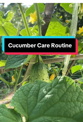 Cucumber Care Routine for Thriving Gardens