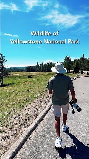 Wildlife of Yellowstone National Park