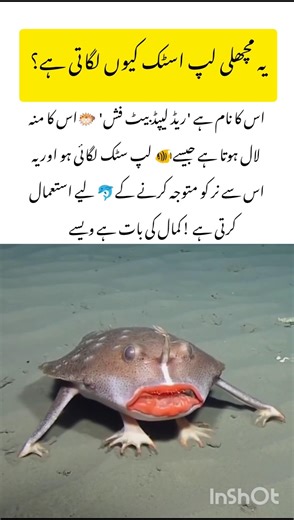 Meet the Batfish#batfish #naturefacts #wildlife #nature #shorts