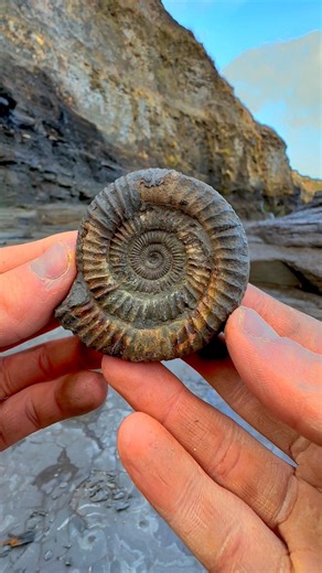 For ammonite rocks to crack open, please visit our official online store yorkshirefossils.NET