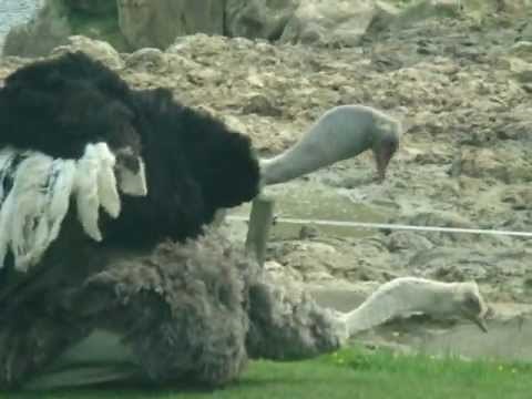 Reproduction d'un couple d'autruches à Thoiry (Yvelines)