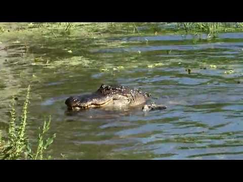 Alligator eats wild hog.