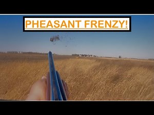 Pheasant Frenzy 2025 | Dogs, Birds, Action!