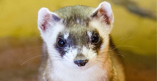 Black-Footed Ferret
