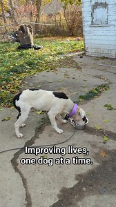 114K views · 5.1K reactions | Today in Detroit, we met a dog who has...