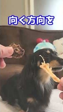 Chicken Cartilage Hard vs. Venison Chips