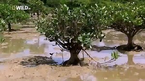 Wild Japan National Geographic Nature Documentary