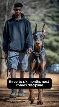 How I Train My Doberman Dog